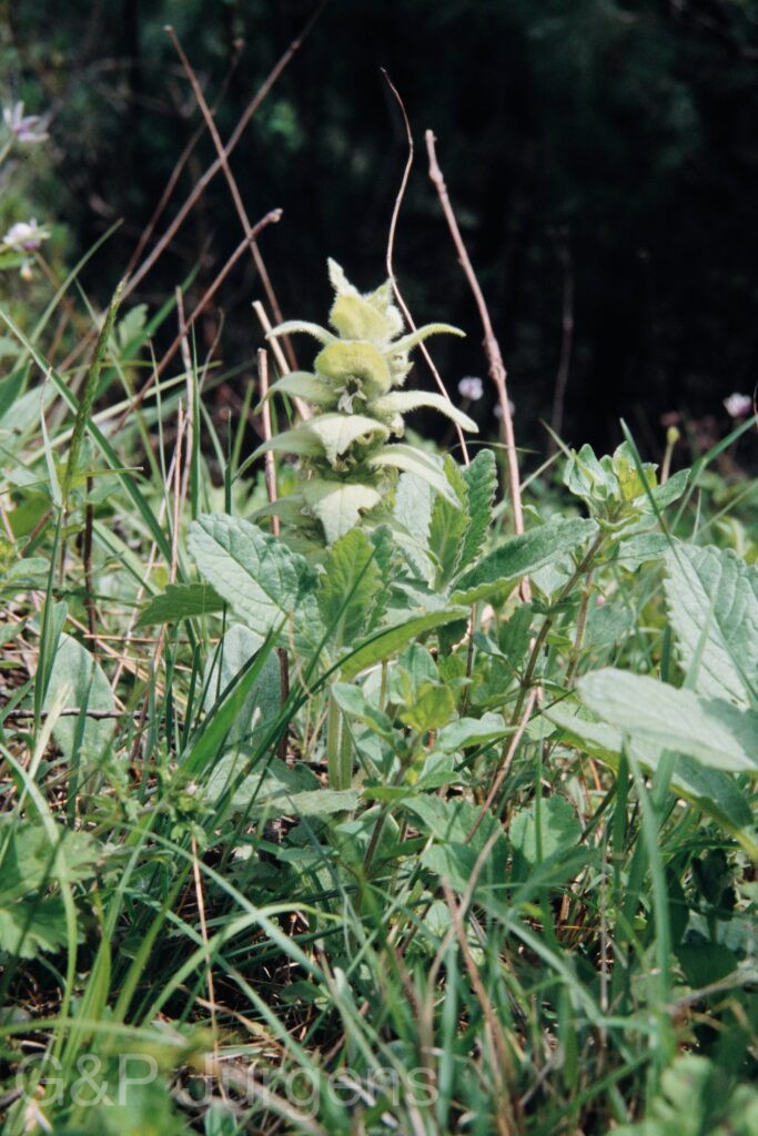 Nepal 99 387 ergebnis