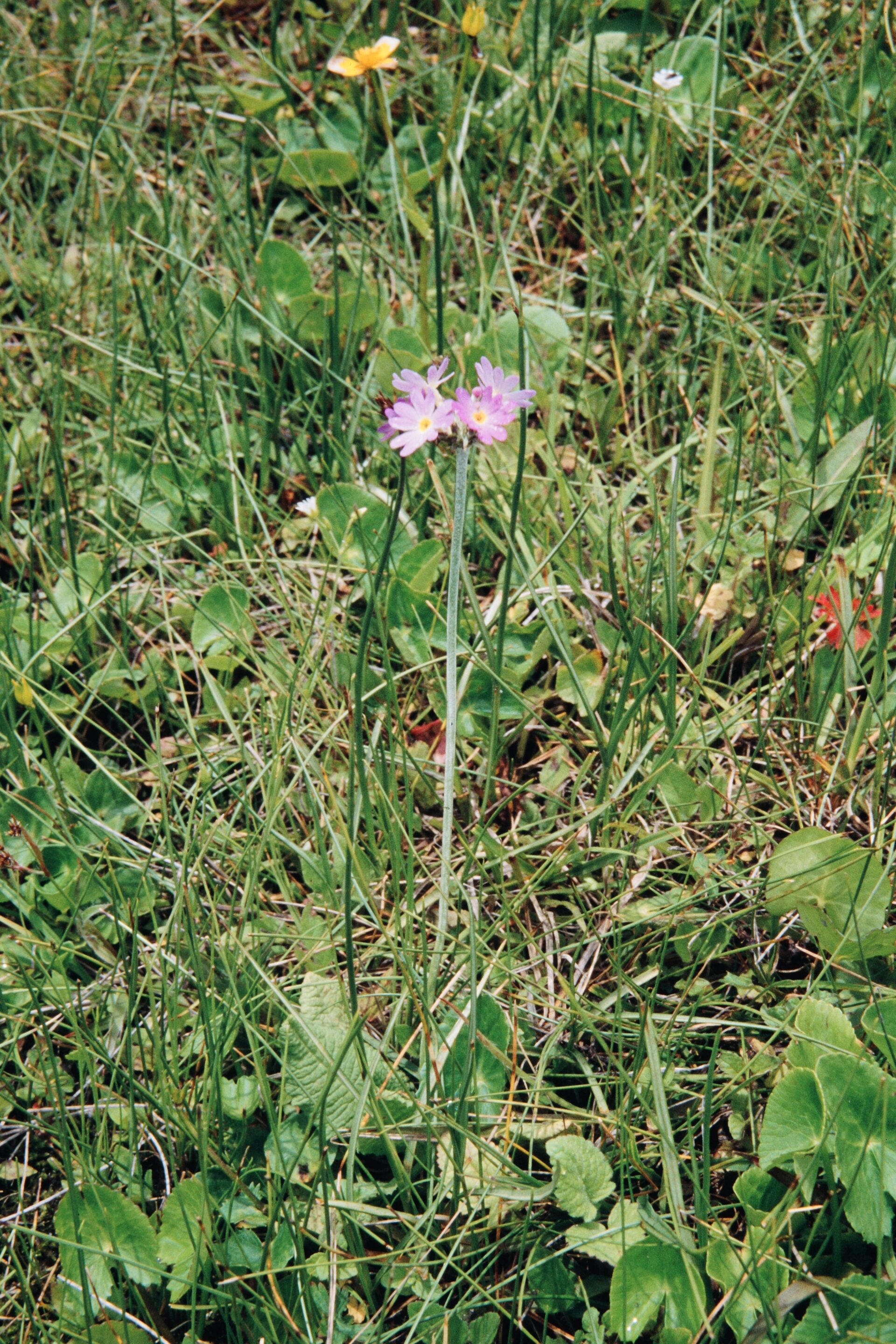 Primula erosa — Primulaceae