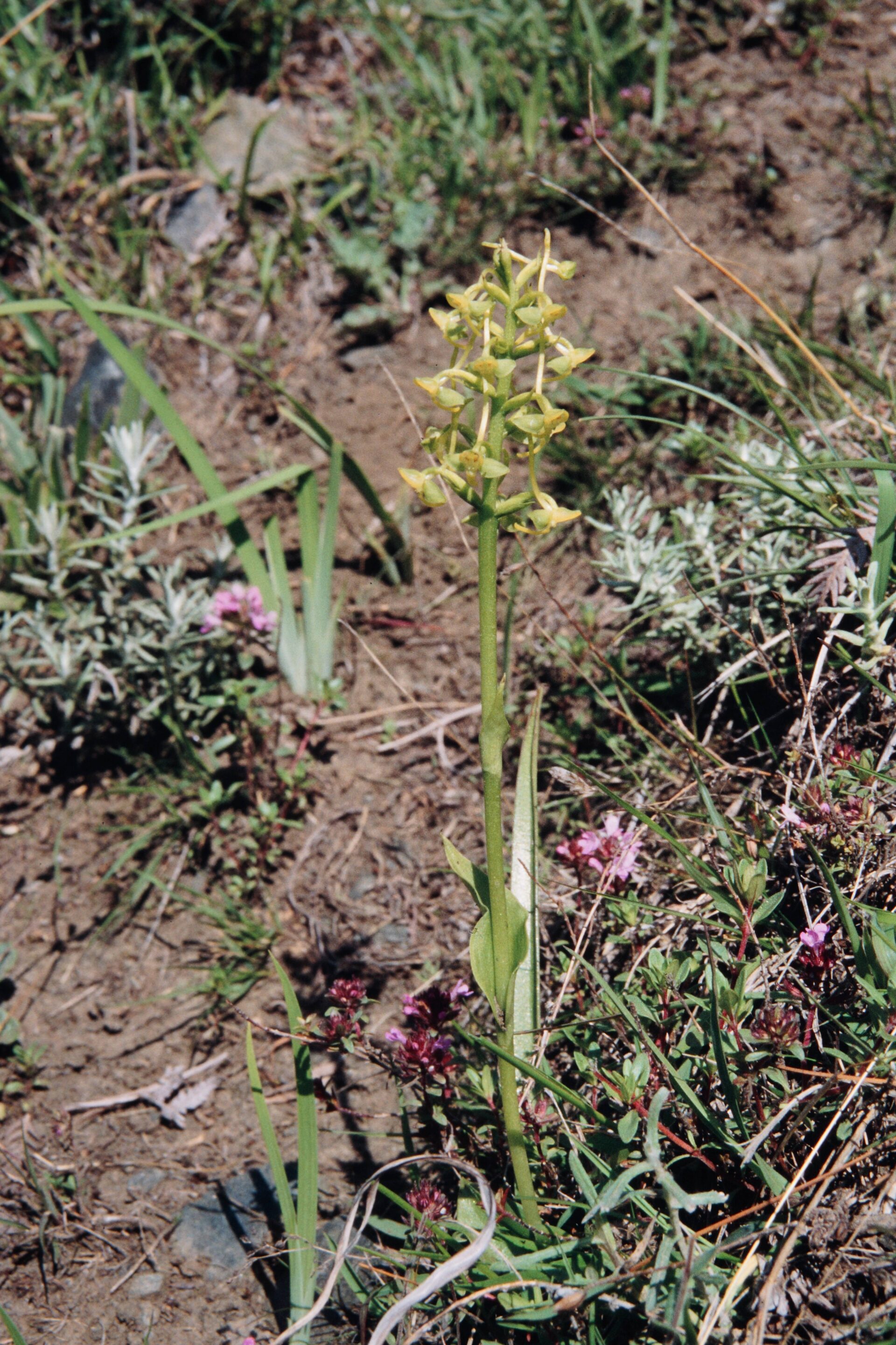Herminium latilabre — Orchideaceae