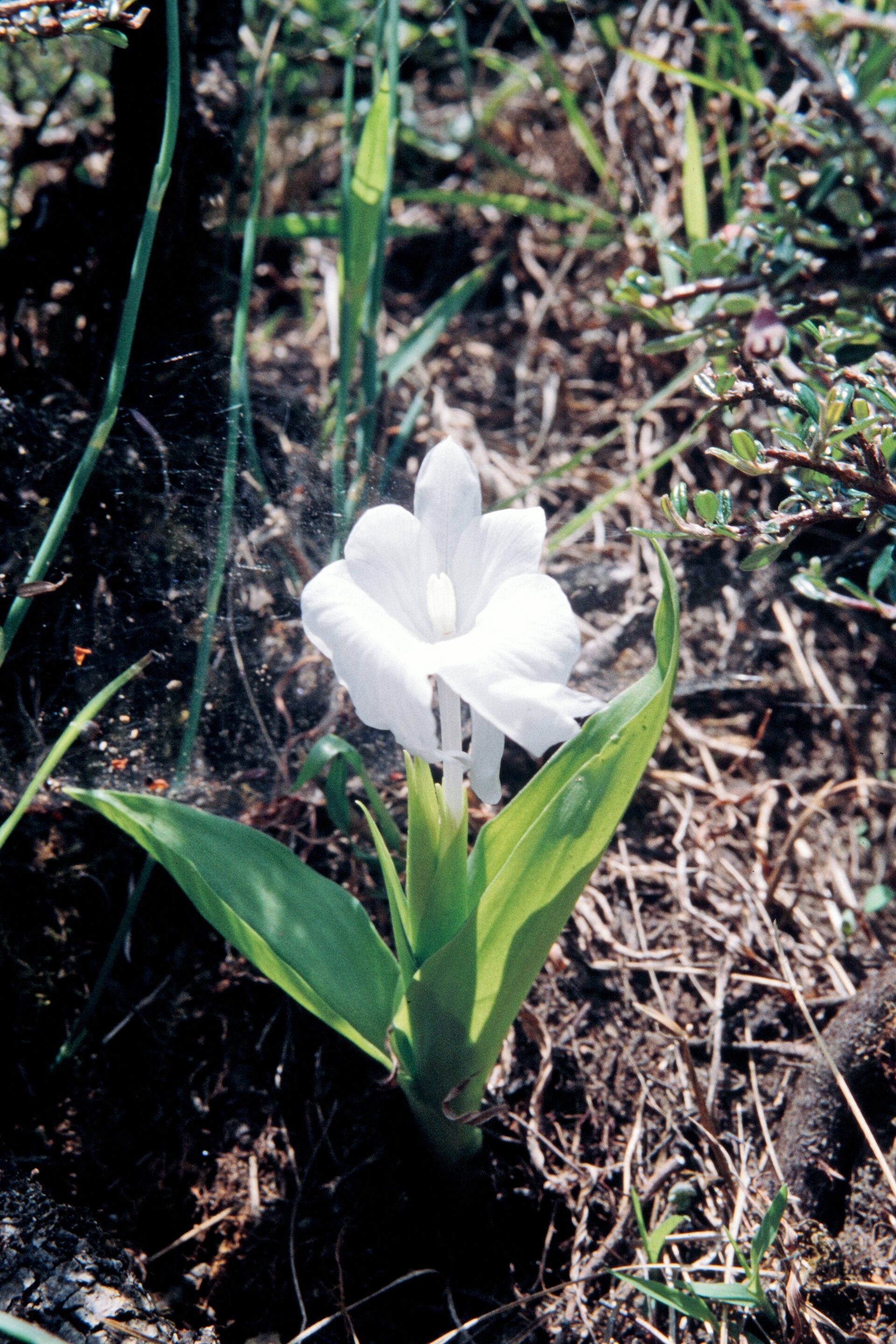 Roscoea nepalensis — Zingiberacaea