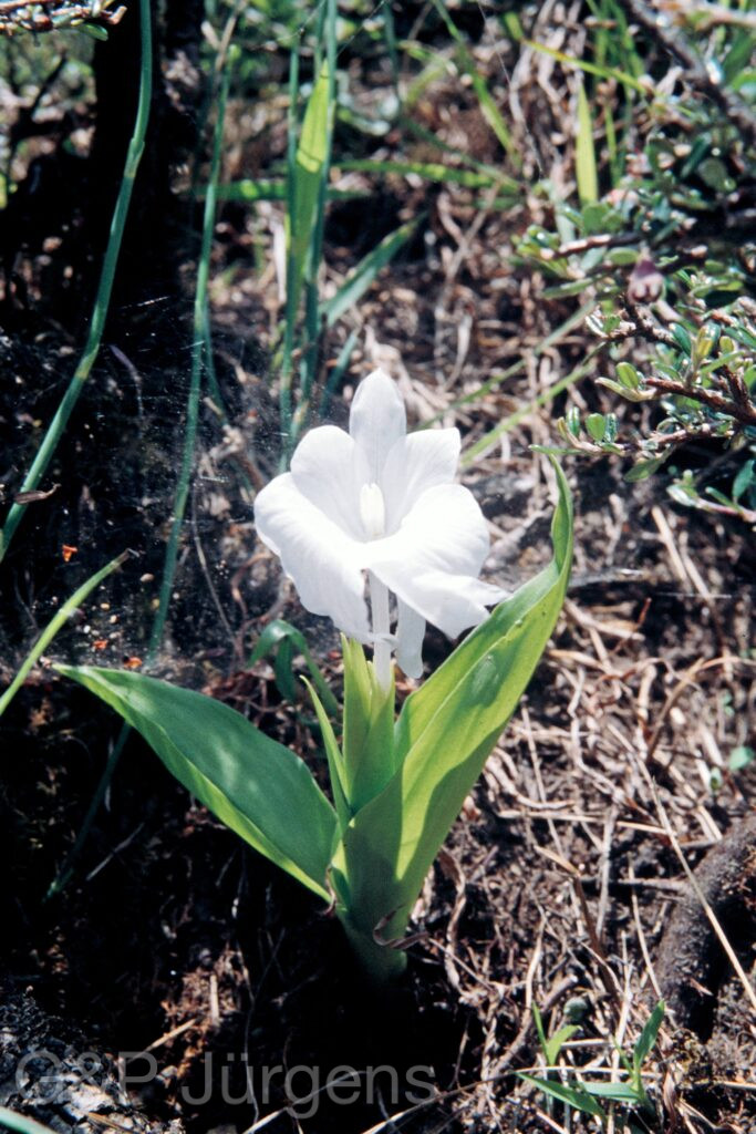 Nepal 99 396 ergebnis