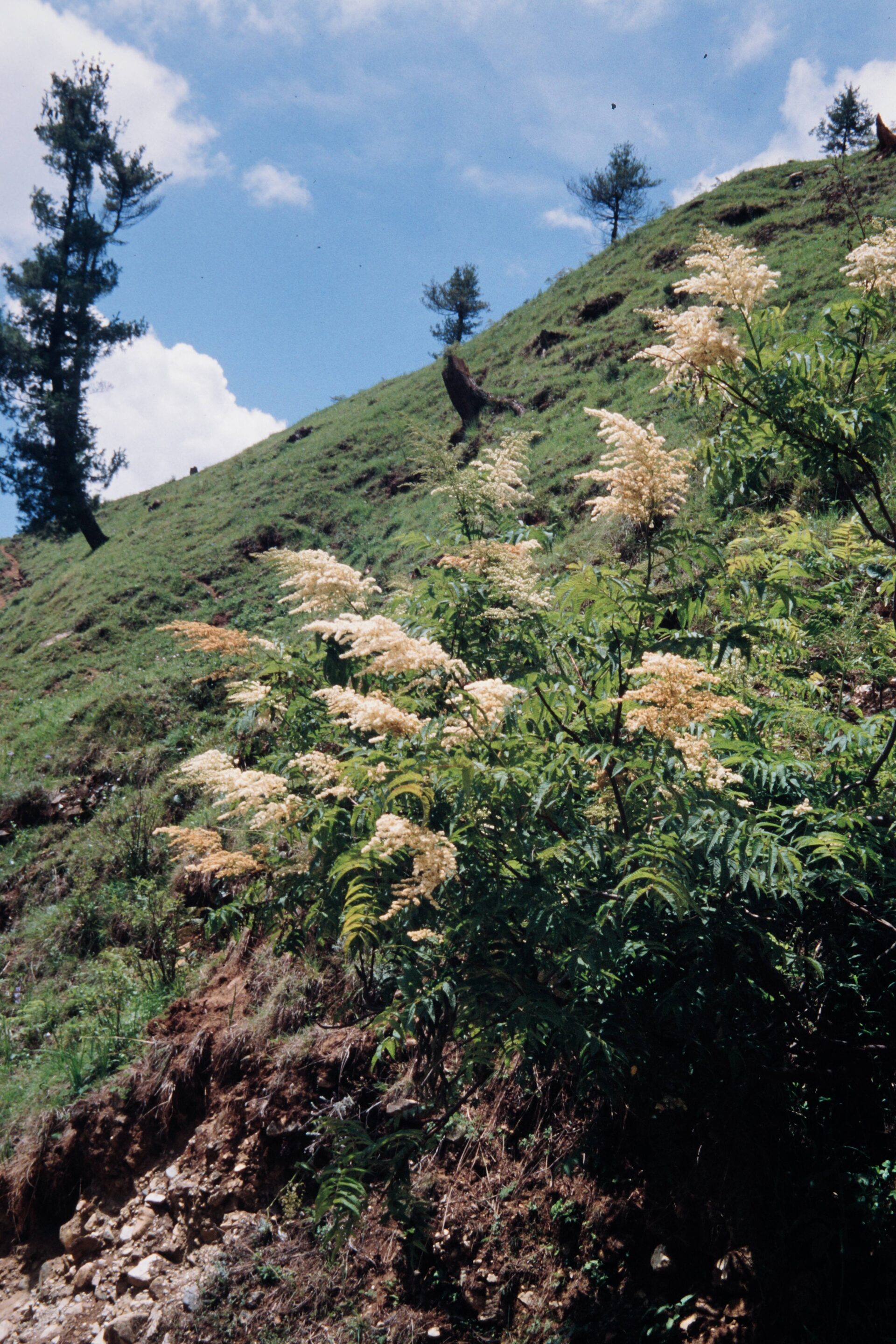 Sorbus tomentosa — Rosaceae