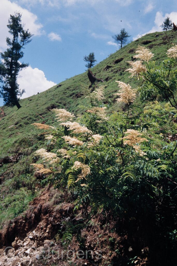 Nepal 99 397 ergebnis