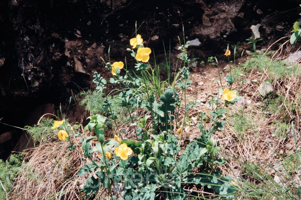 Nepal 99 399 ergebnis