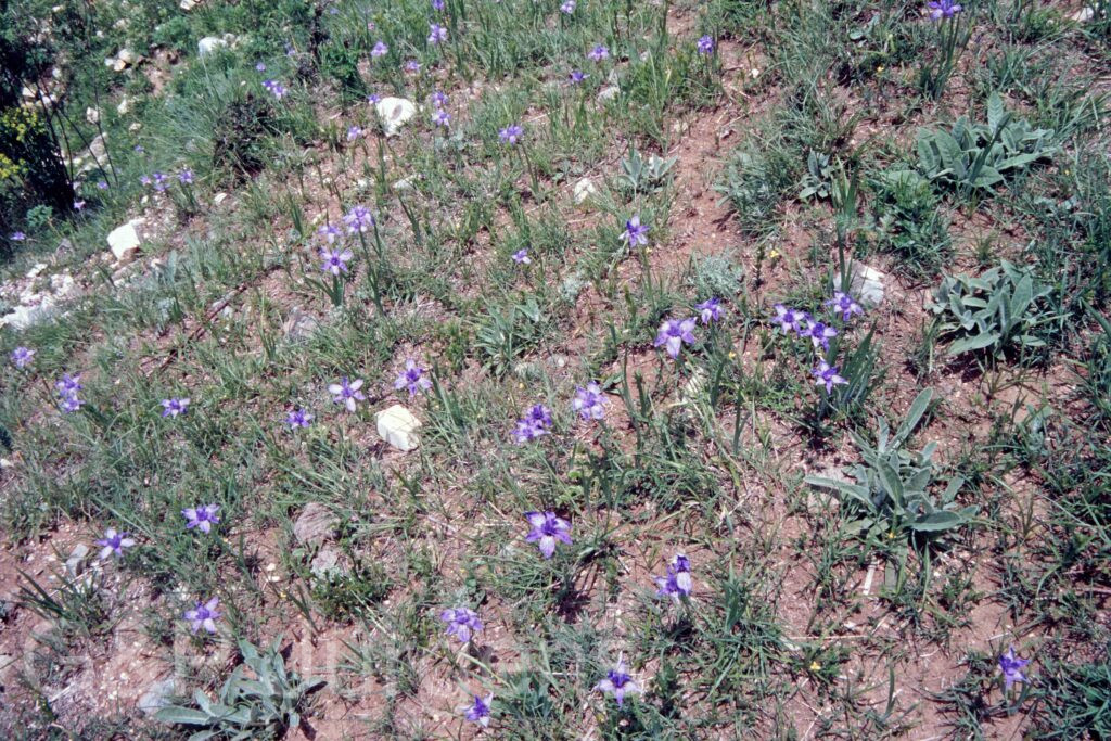 Nepal 99 413 ergebnis