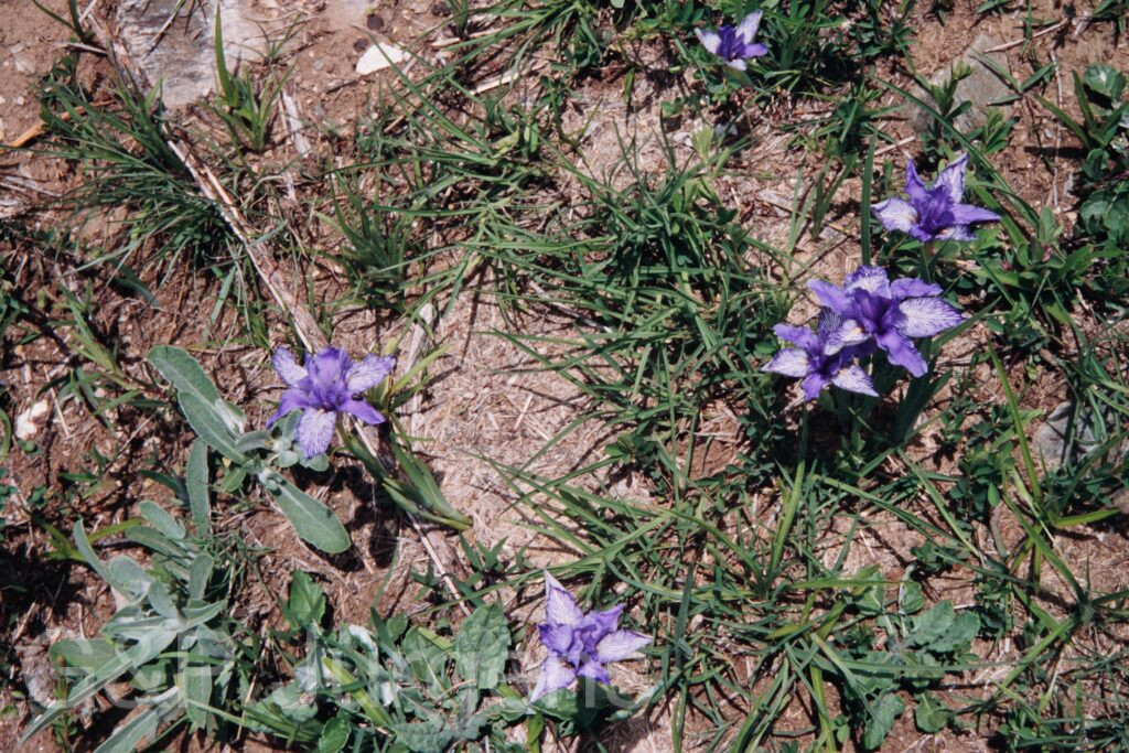 Nepal 99 414 ergebnis