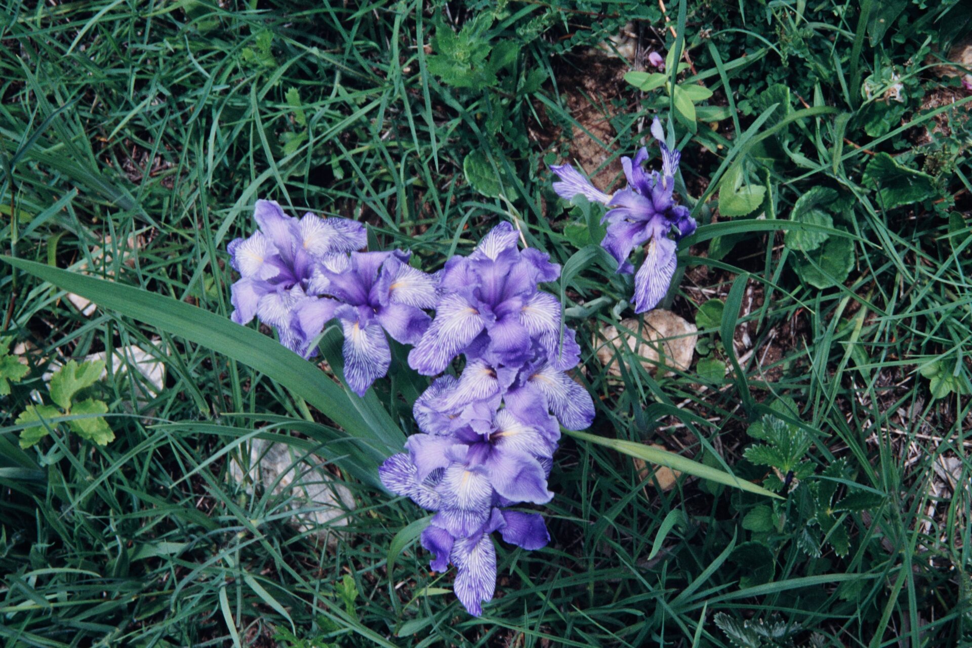 Iris collettii — Iridaceae