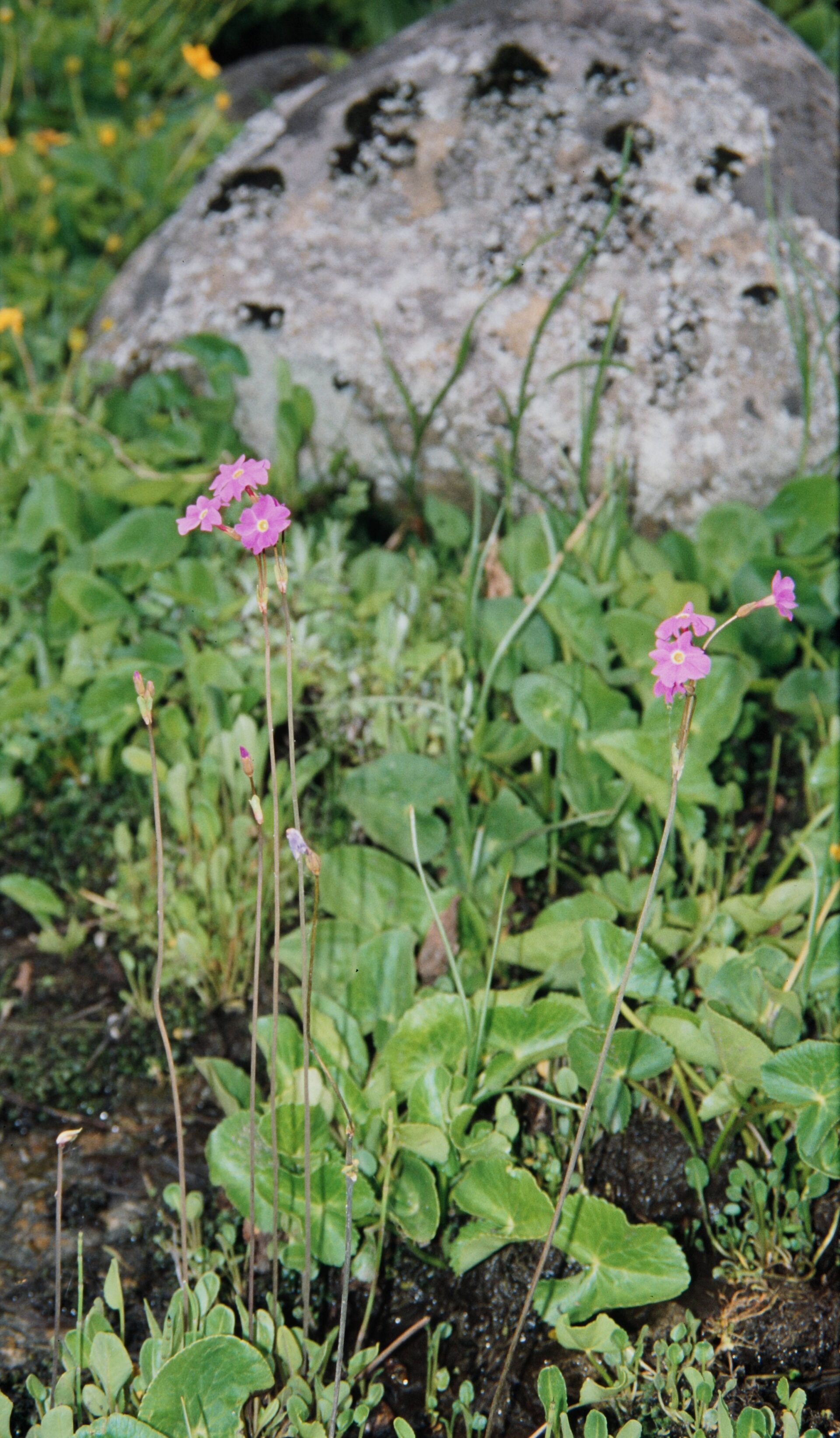 Primula nutans — Primulaceae