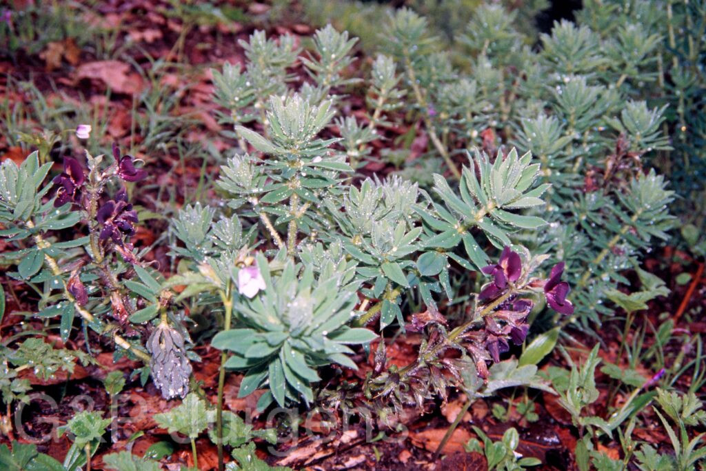 Nepal 99 452 ergebnis