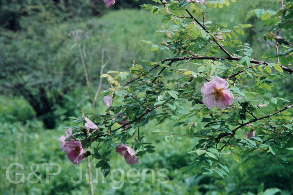 Nepal 99 45 ergebnis