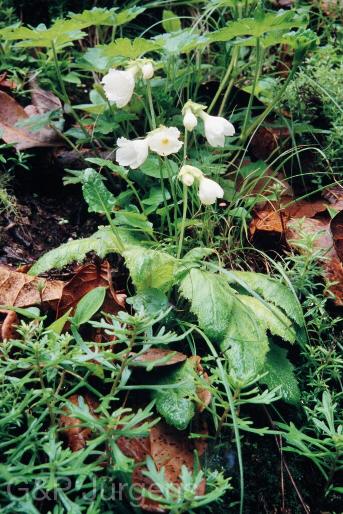 Nepal 99 461 ergebnis