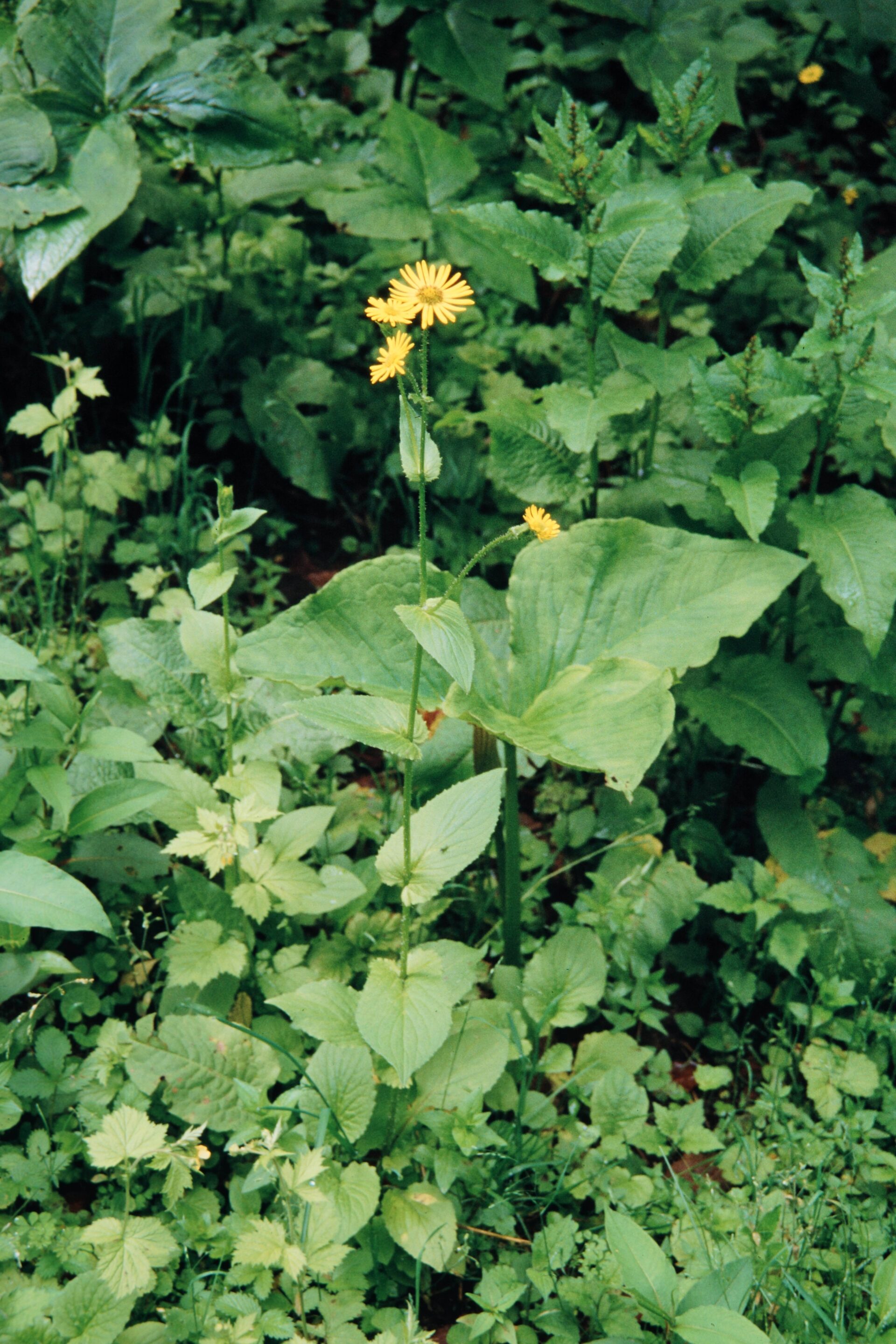 Doronicum roylei — Asteraceae