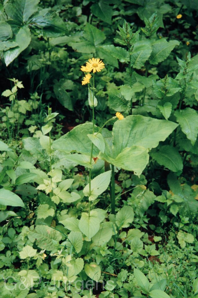 Nepal 99 467 ergebnis