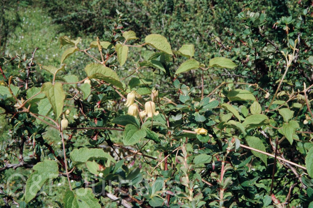 Nepal 99 469 ergebnis
