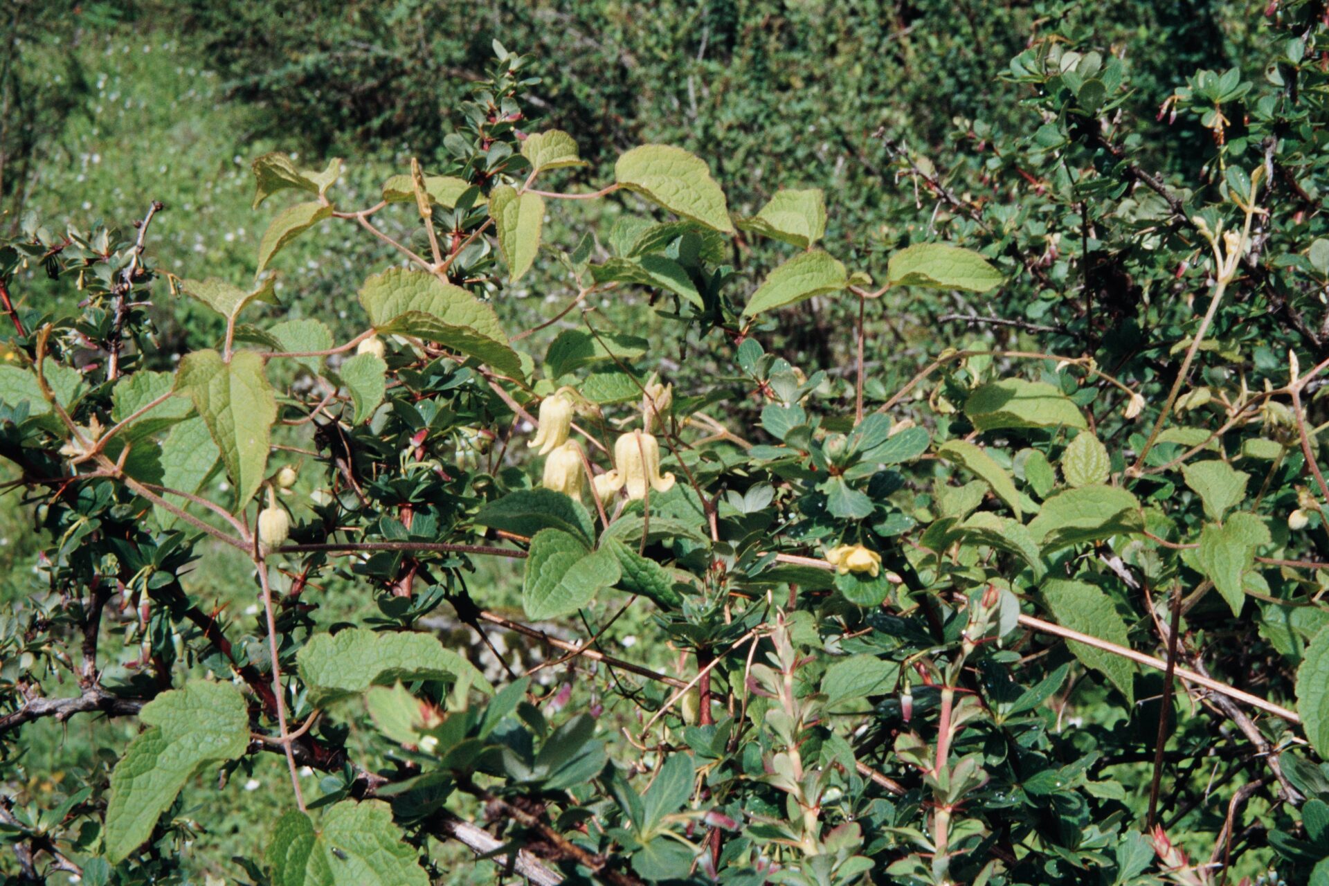 Clematis roylei — Ranunculaceae