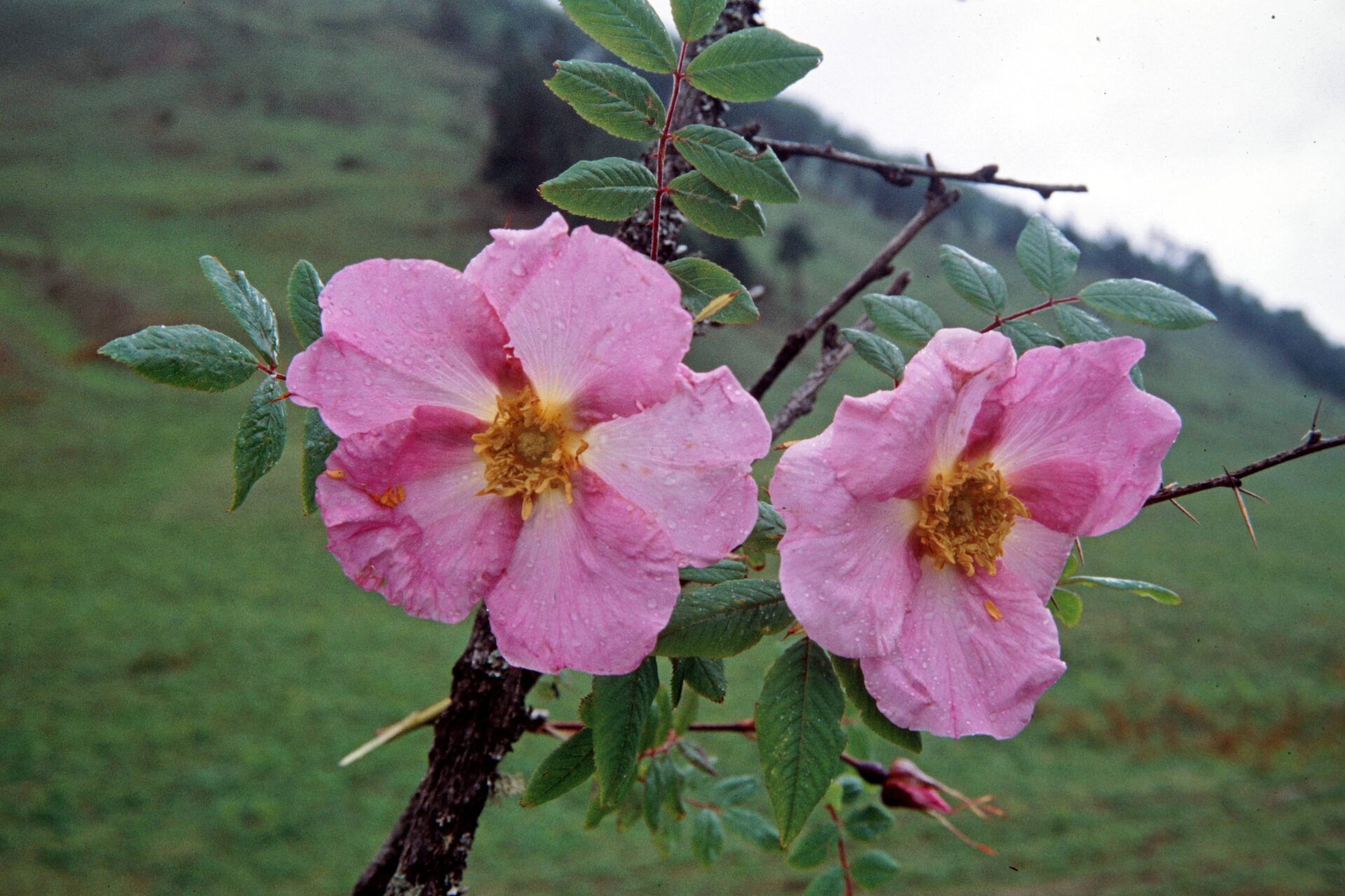 Rosa webbiana — Rosaceae