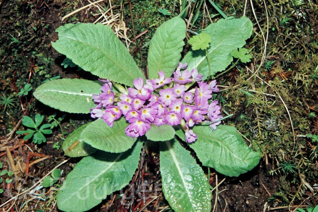 Nepal 99 472 ergebnis