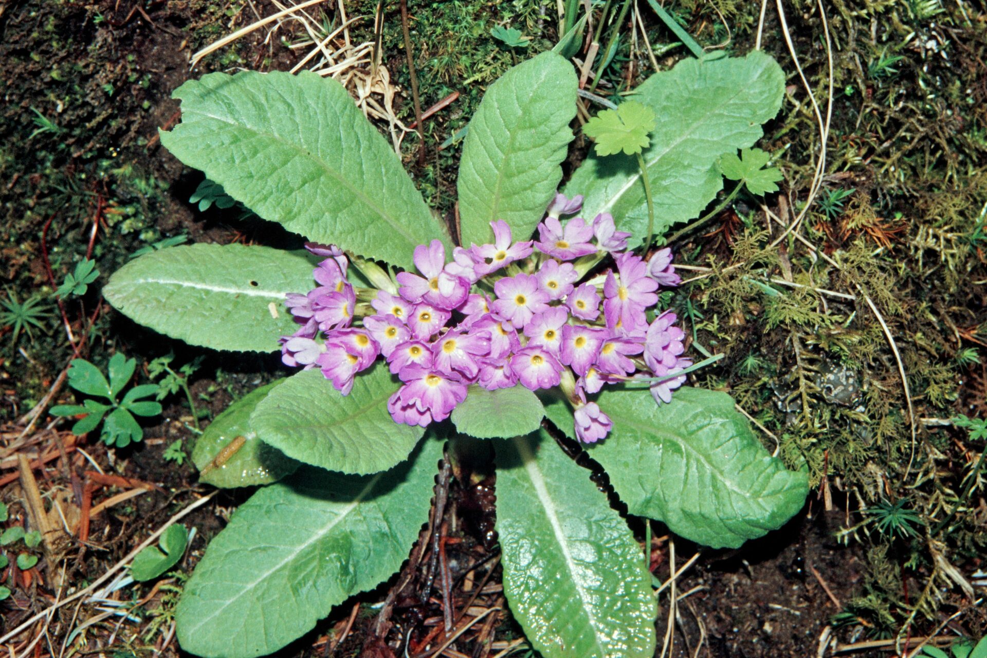Primula drummondiana — Primulaceae