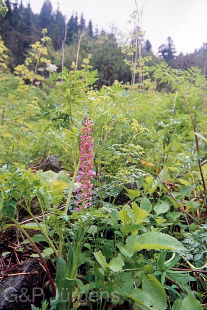 Nepal 99 474 ergebnis