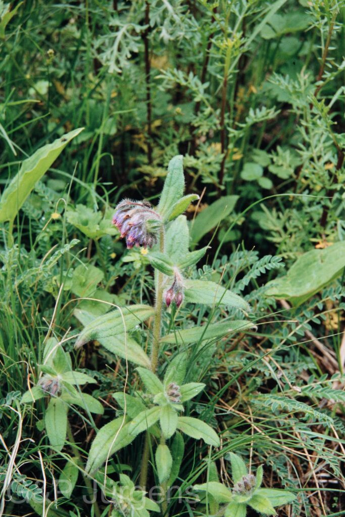 Nepal 99 477 ergebnis