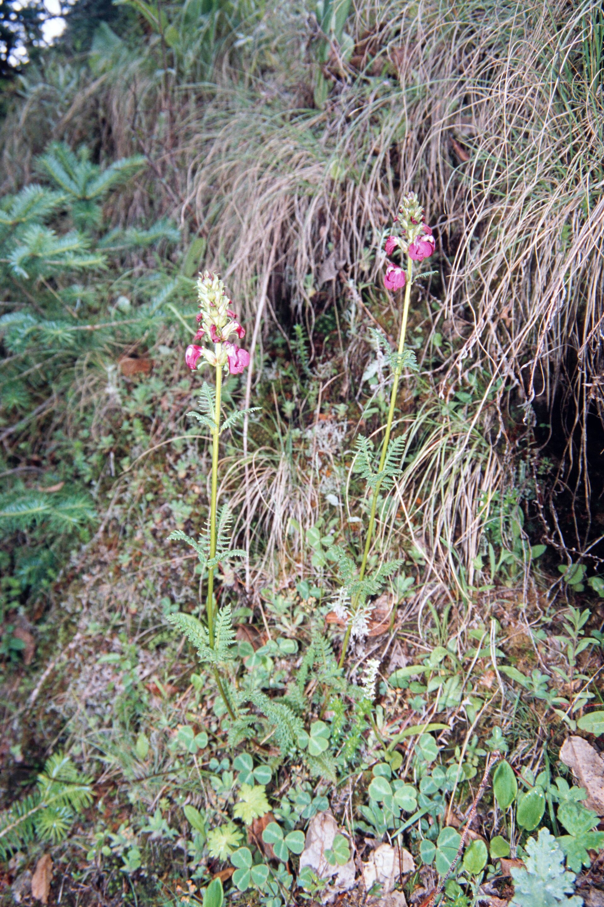 Pedicularis pectinata subsp. palans — Orchideaceae