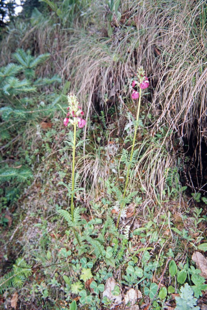 Nepal 99 478 ergebnis