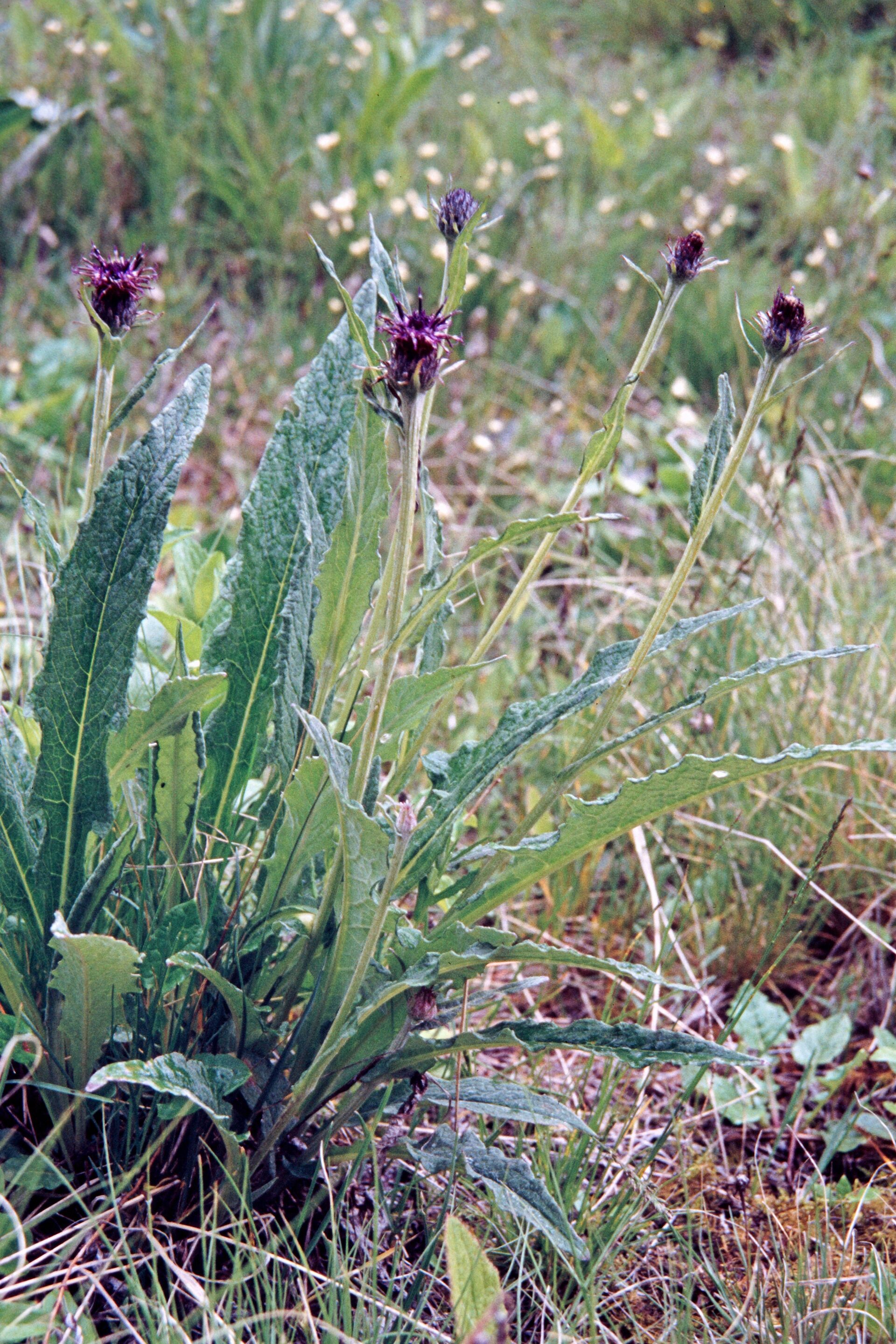 Saussurea roylei — Asteraceae