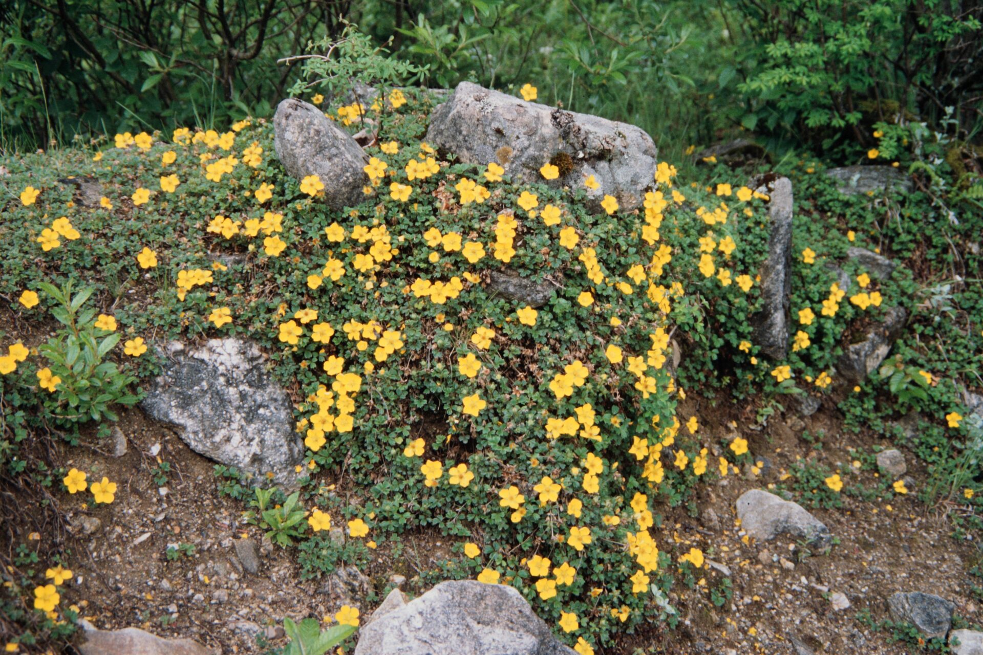 Potentilla eriocarpa — Rosaceae