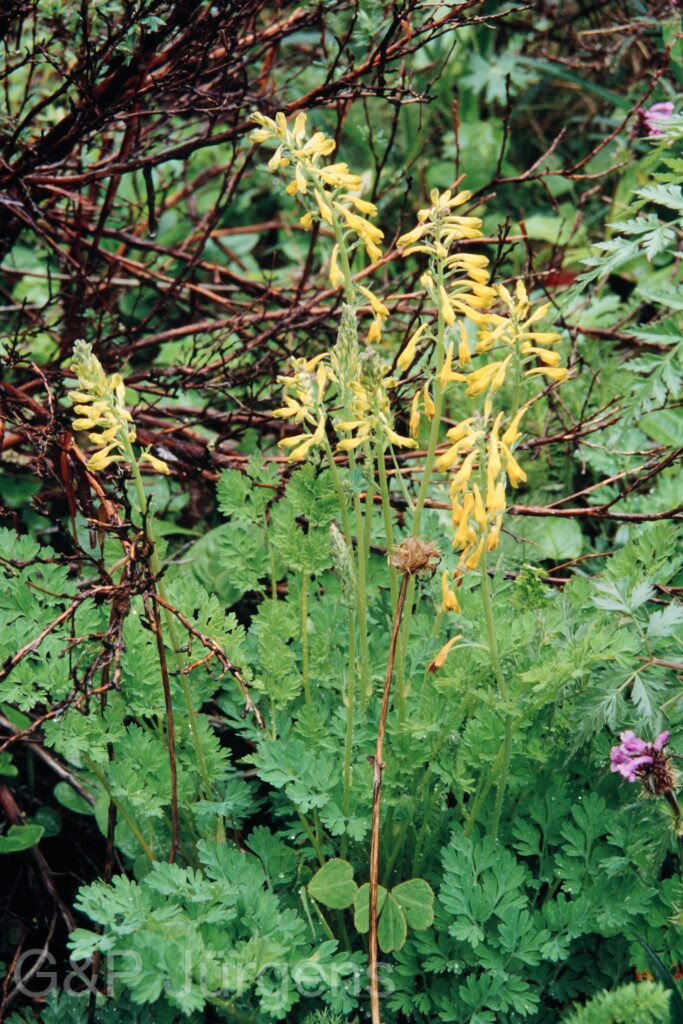 Nepal 99 483 ergebnis