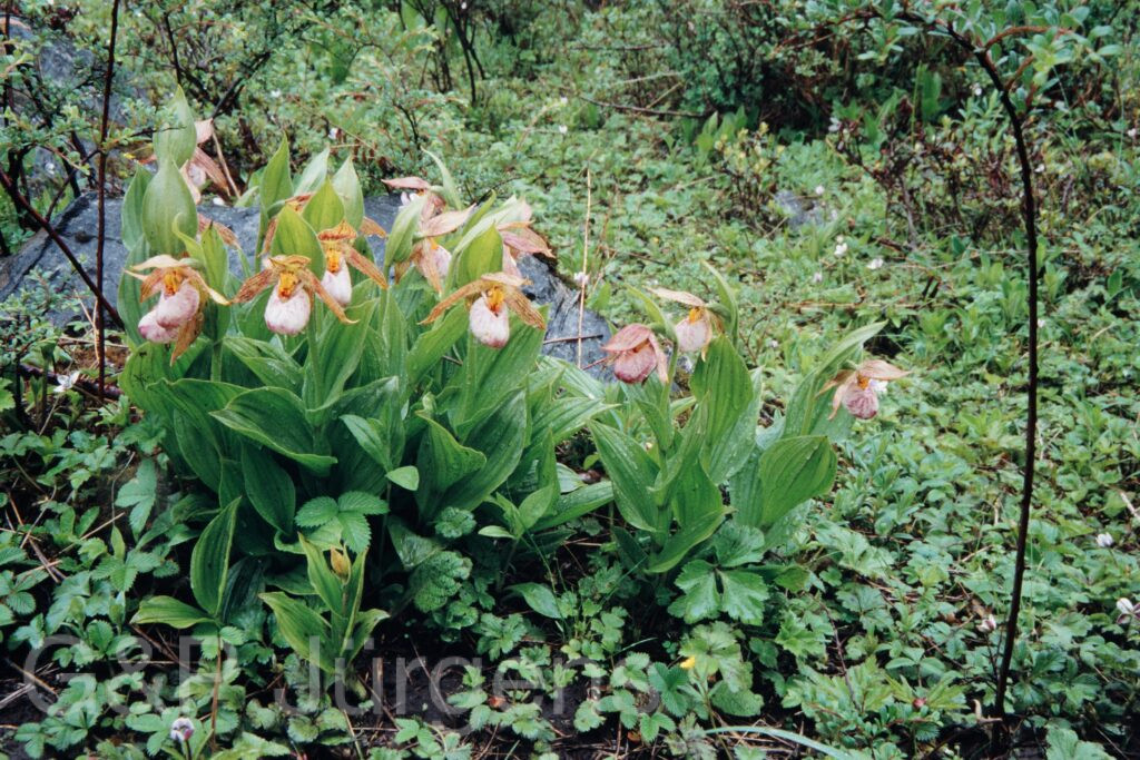 Nepal 99 48 ergebnis