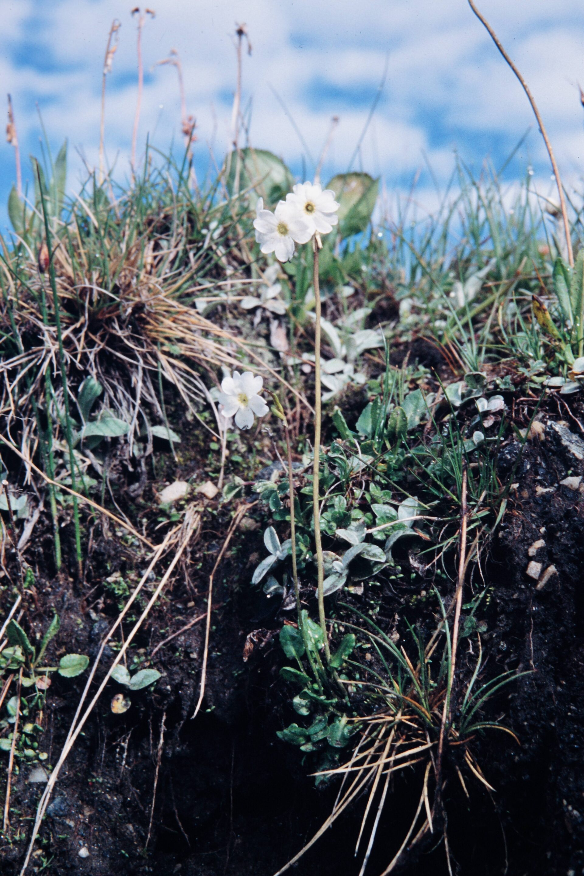 Primula involucrata — Primulaceae