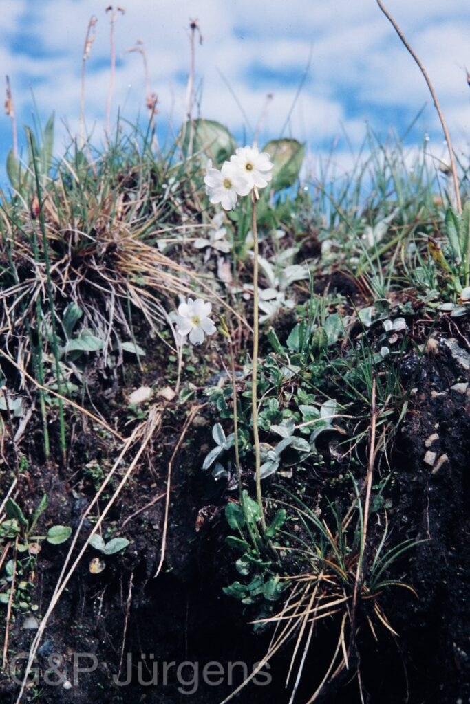 Nepal 99 492 ergebnis