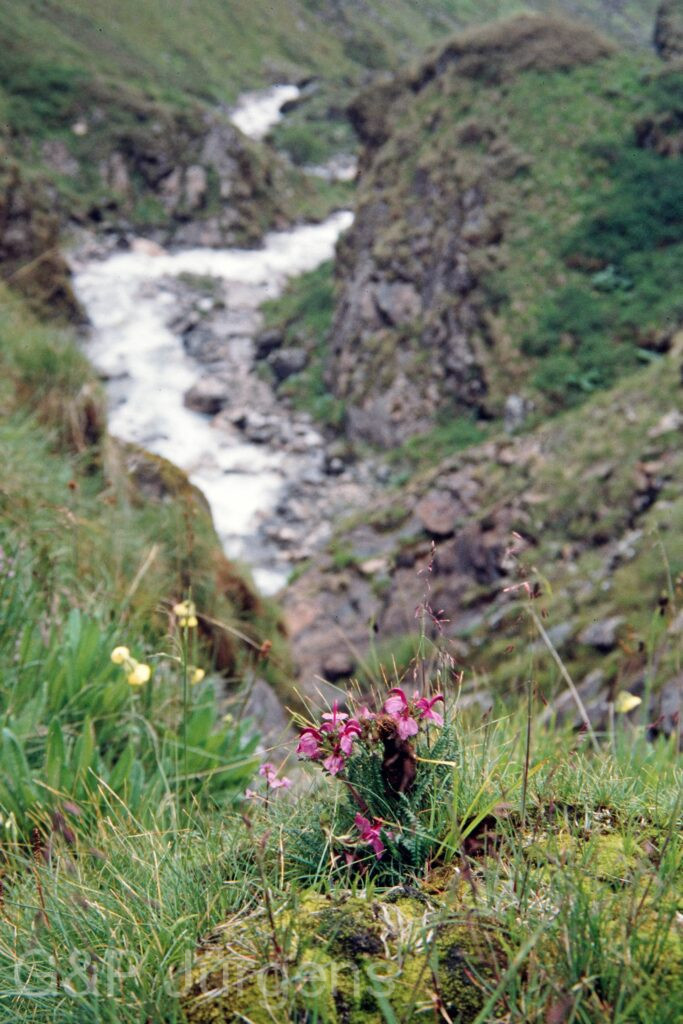 Nepal 99 510 ergebnis
