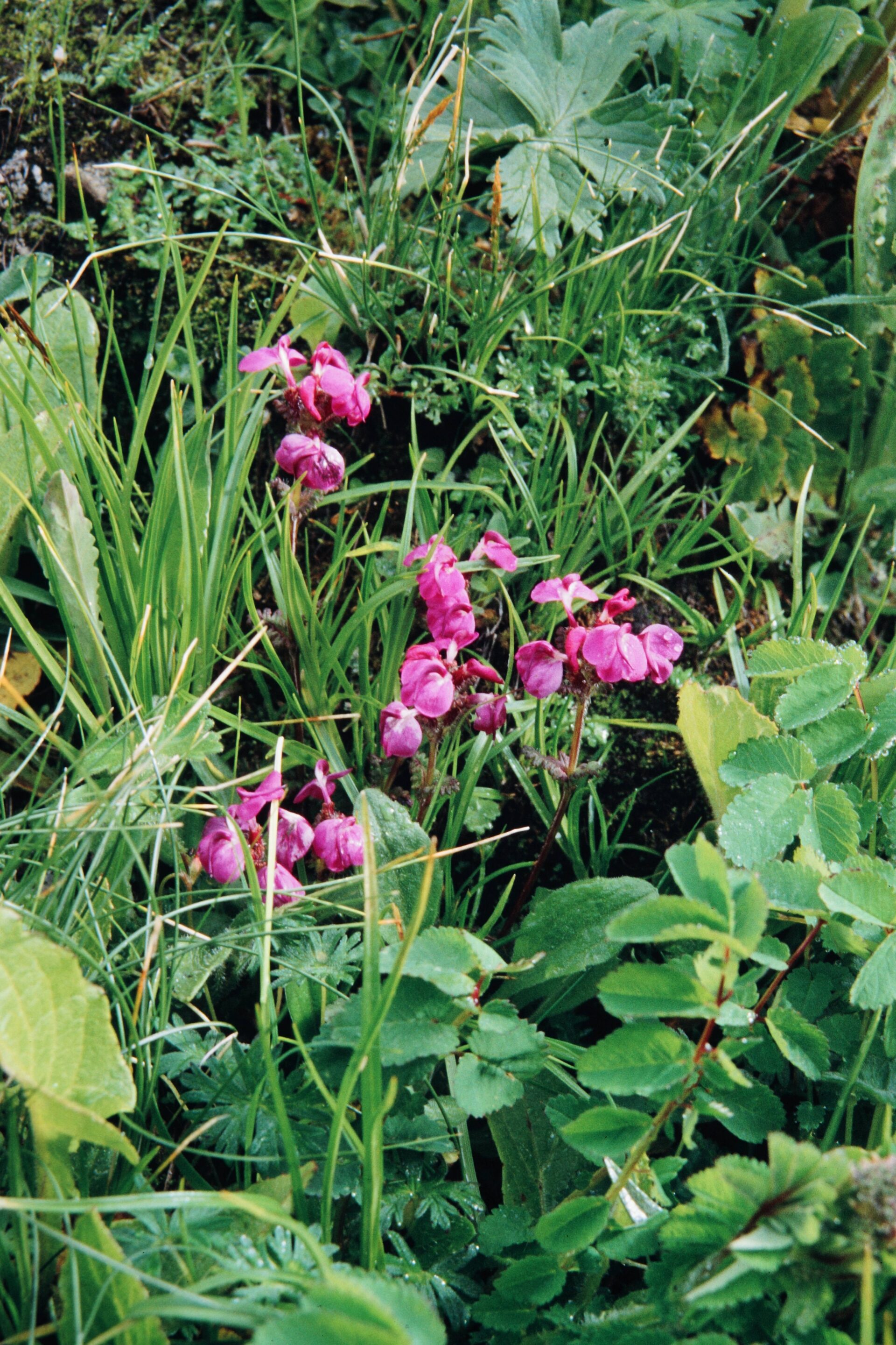 Pedicularis porrecta — Orobanchaceae