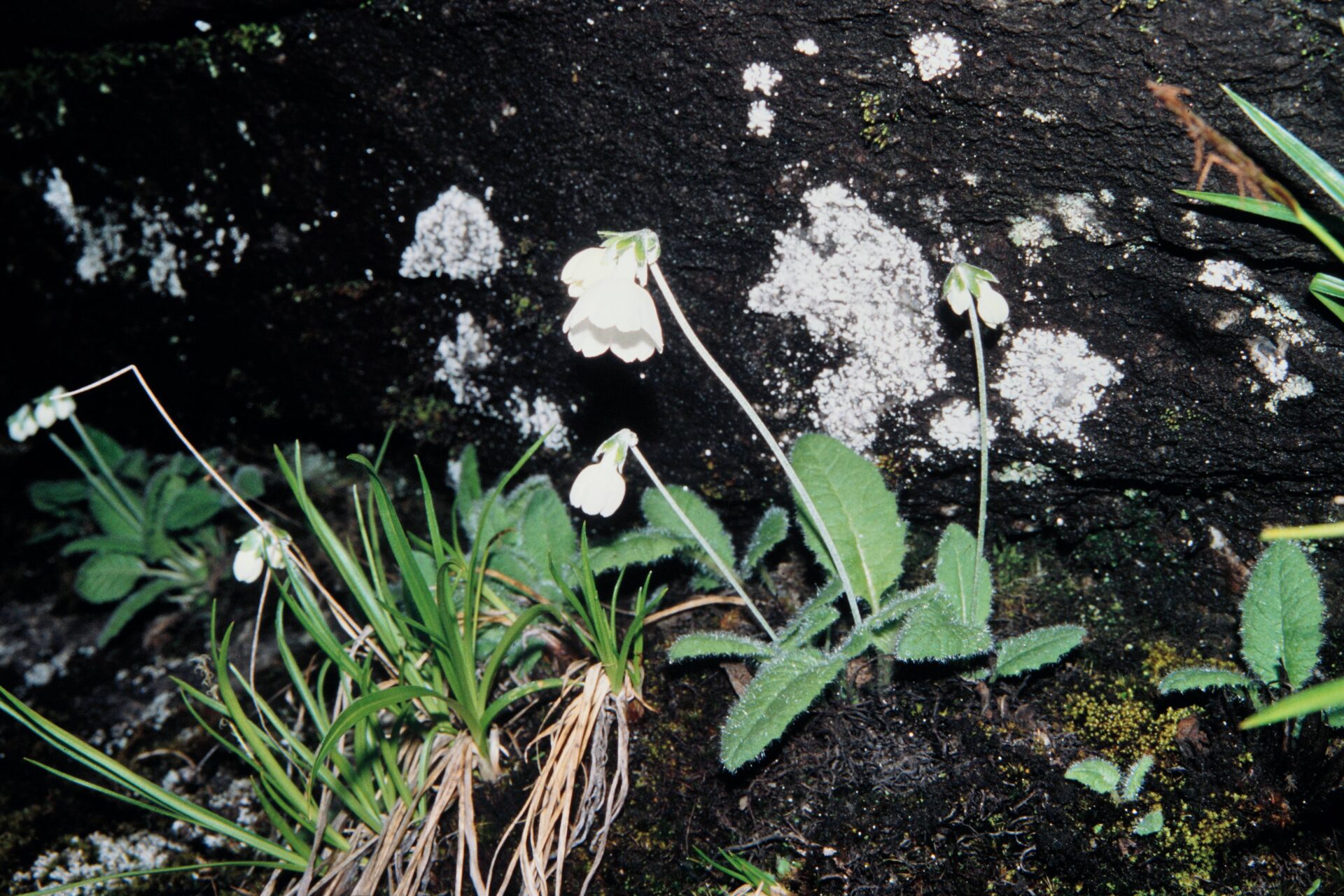 Primula reidii — Primulaceae