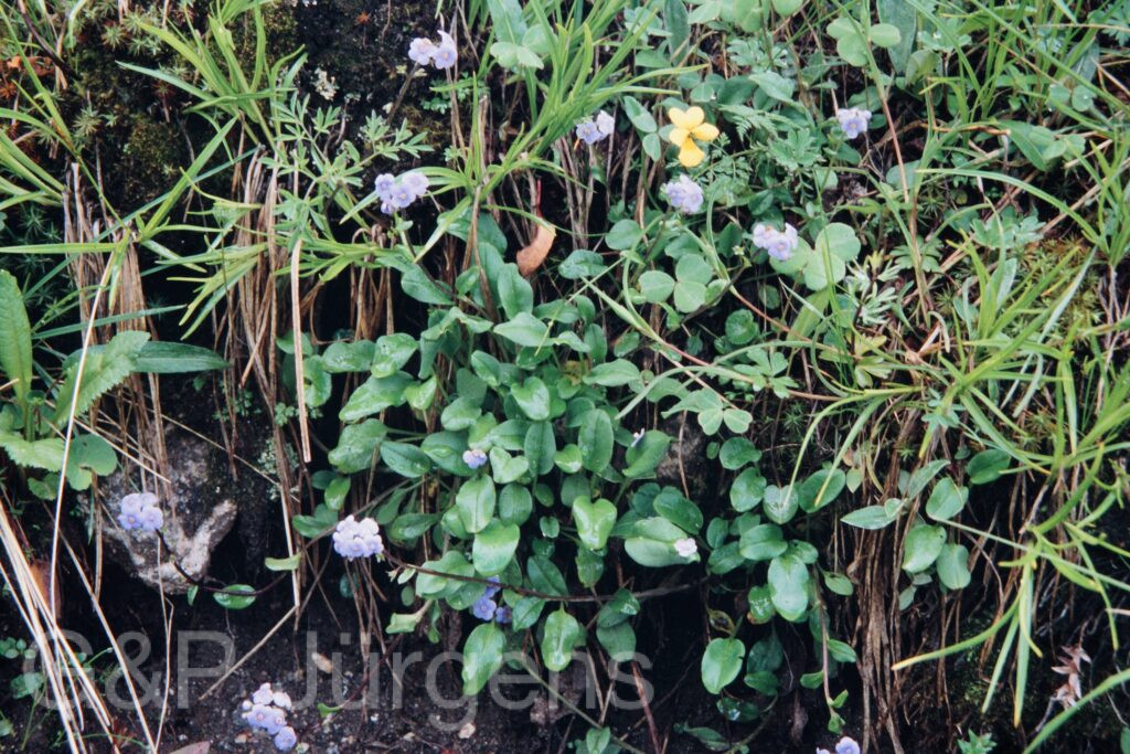 Nepal 99 516 ergebnis