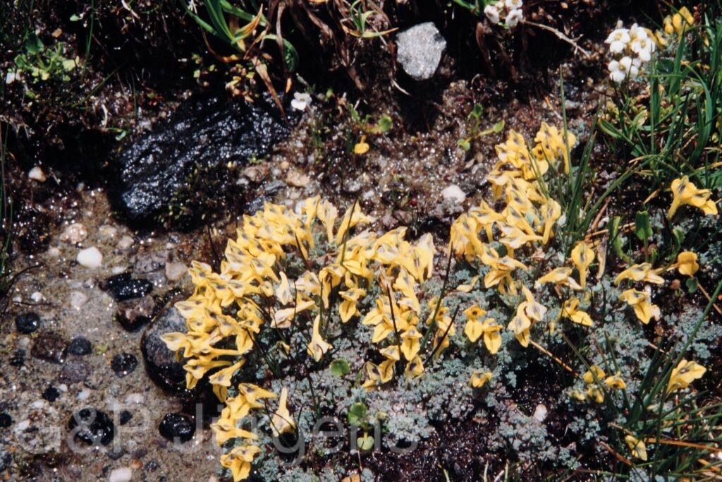 Nepal 99 520 ergebnis