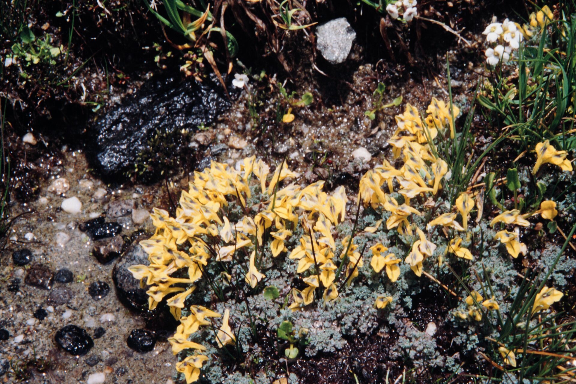 Corydalis megacalyx — Papaveraceae