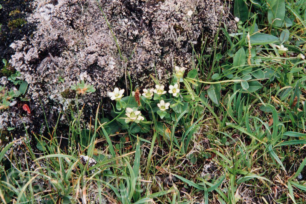 Nepal 99 521 ergebnis