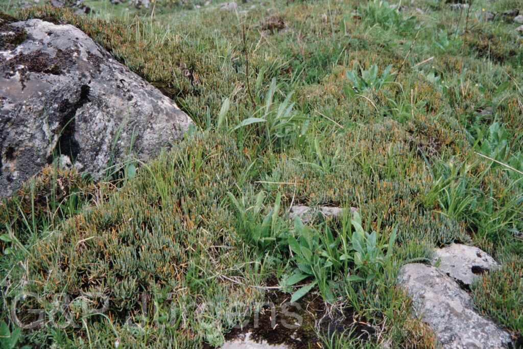Nepal 99 527 ergebnis