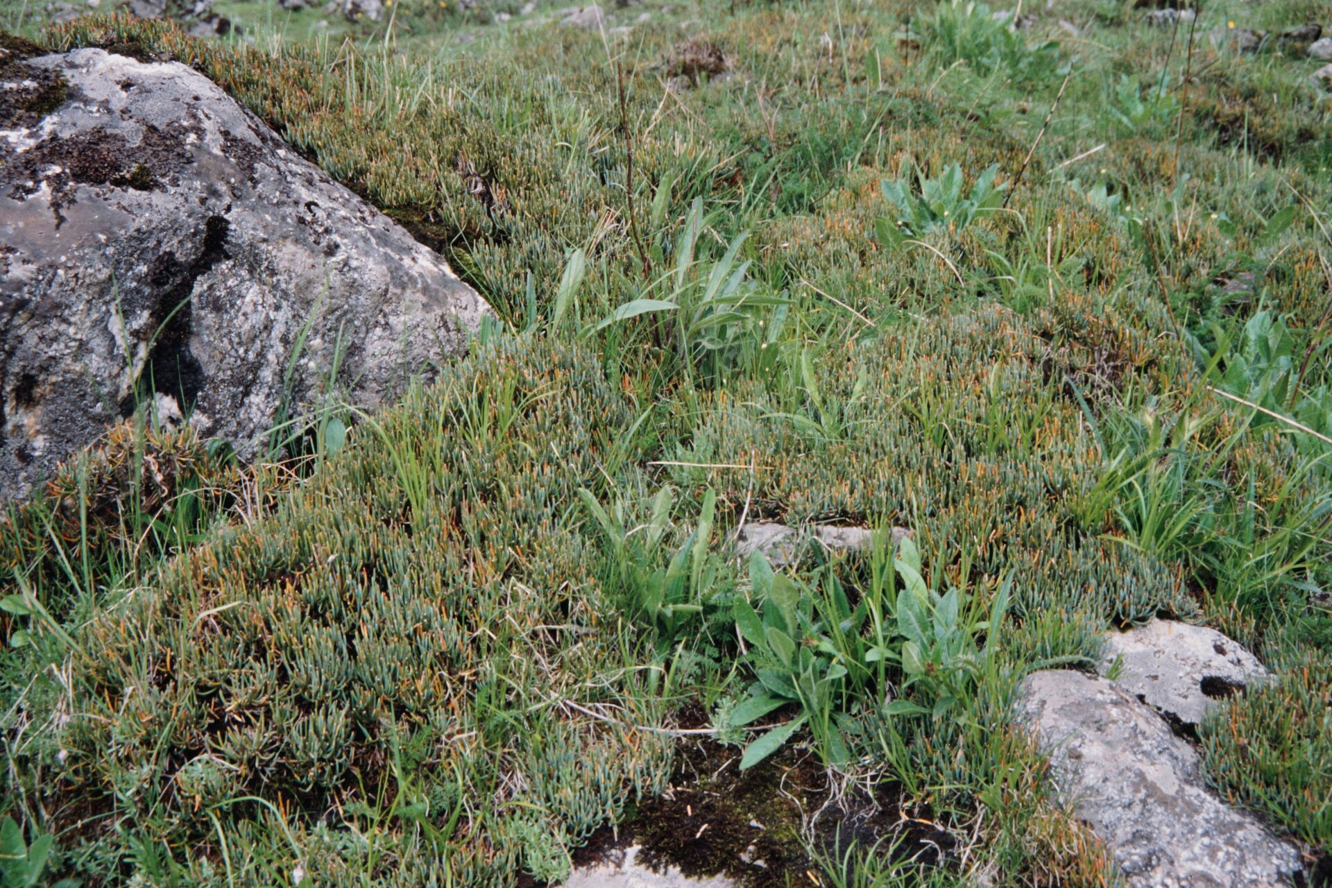 Ephedra intermedia — Ephedraceae