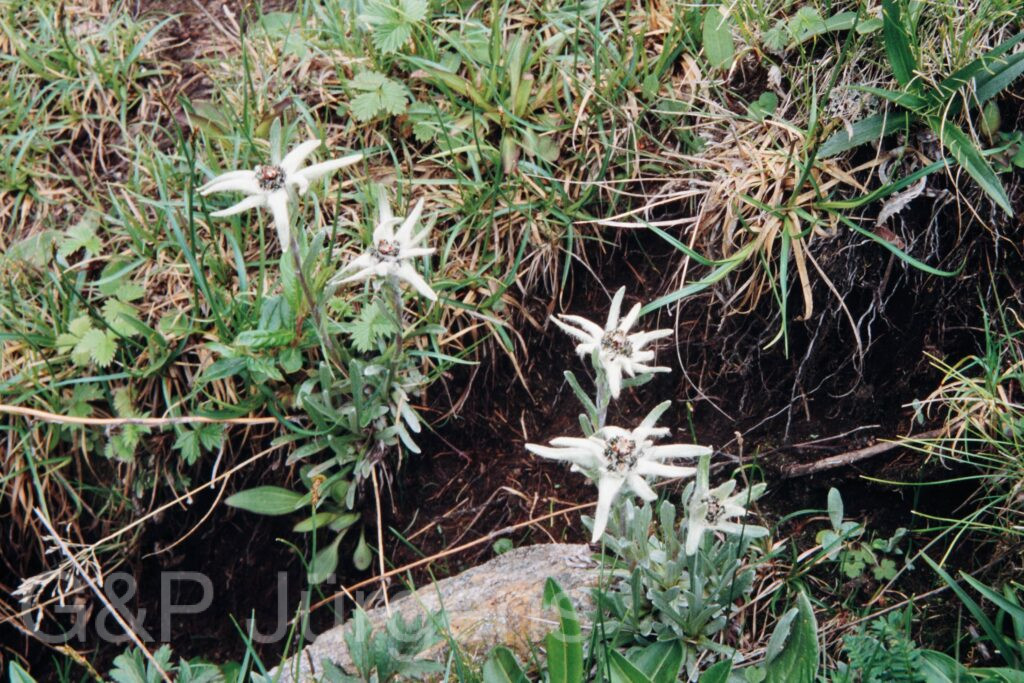 Nepal 99 528 ergebnis