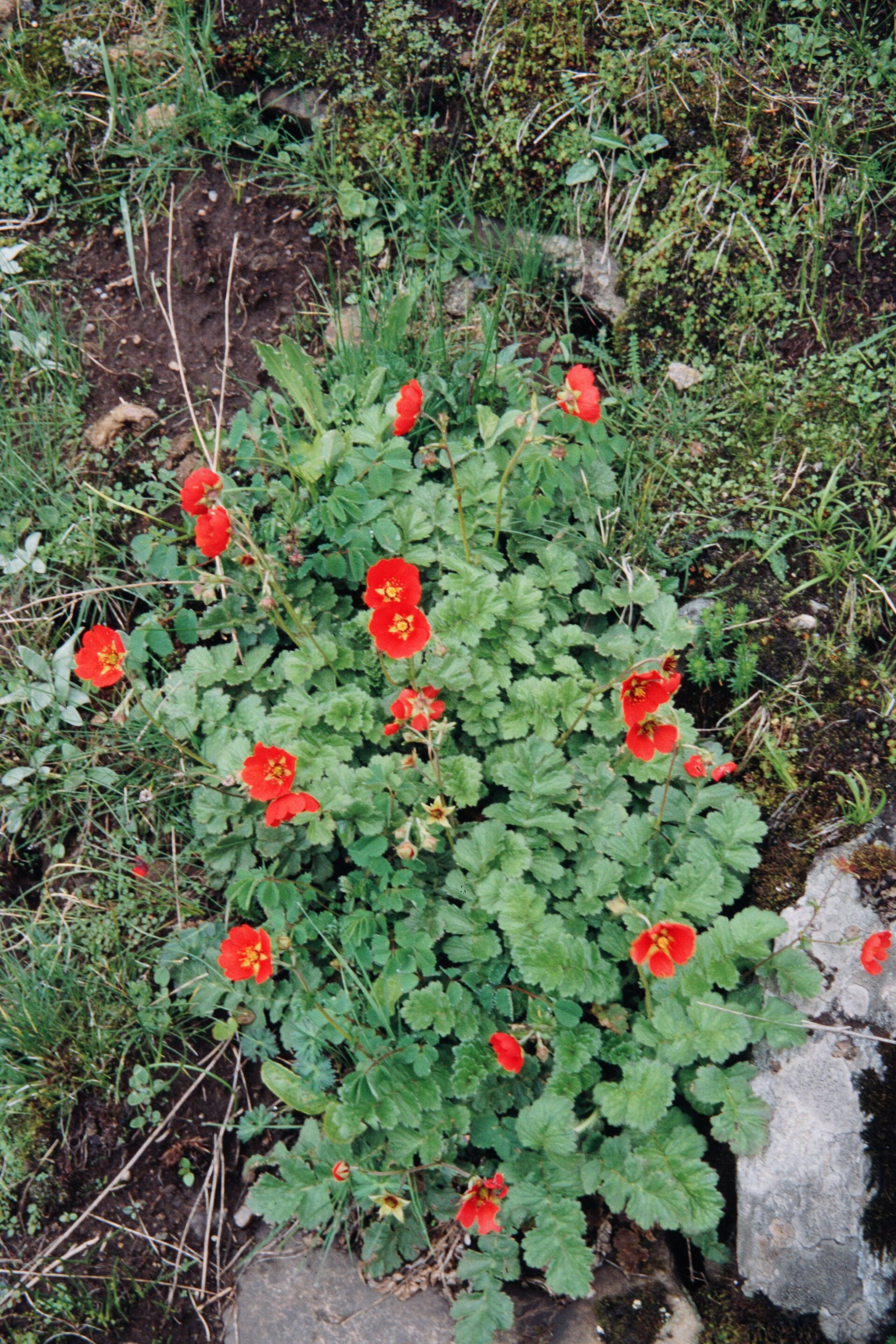 Geum elatum — Rosaceae