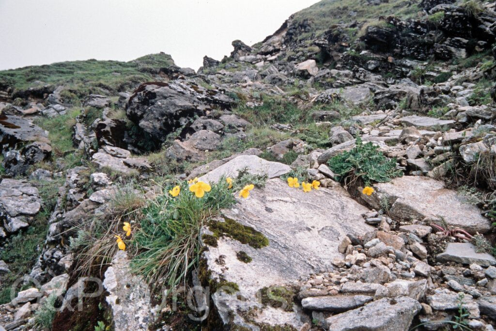 Nepal 99 551 ergebnis