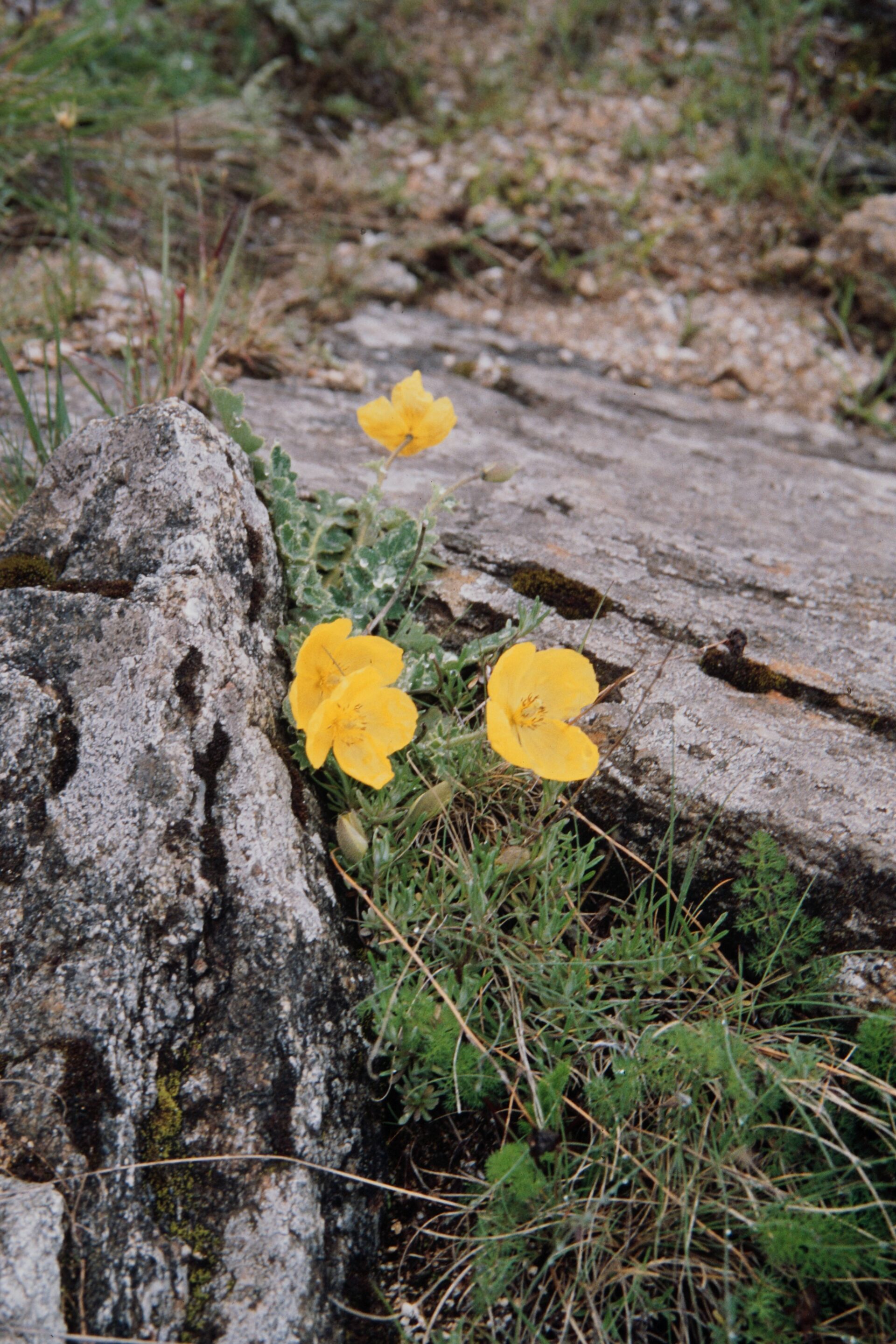 Dicranostigma lactucoides — Papaveraceae