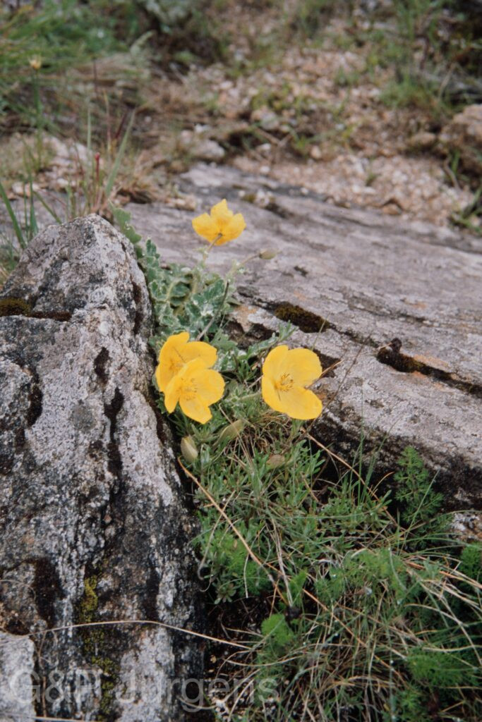 Nepal 99 552 ergebnis