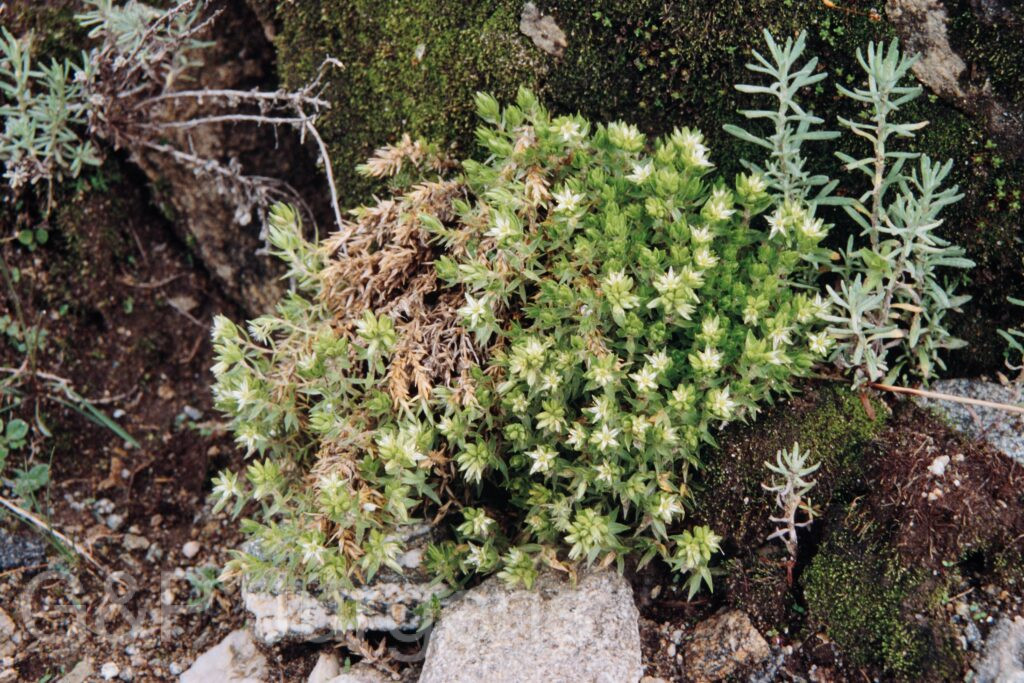 Nepal 99 554 ergebnis
