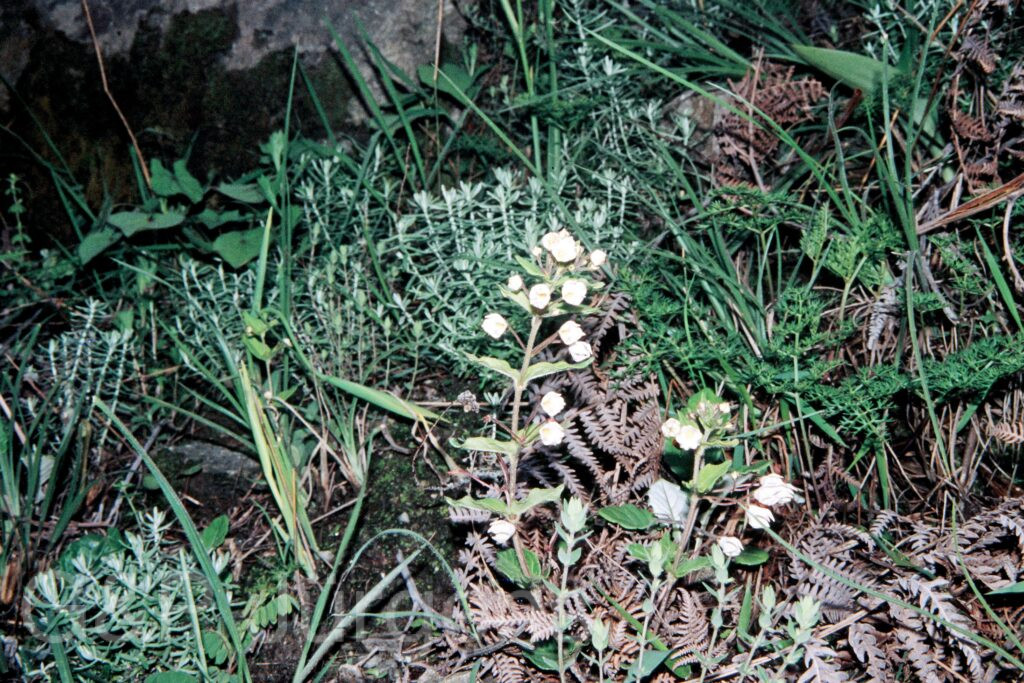 Nepal 99 564 ergebnis