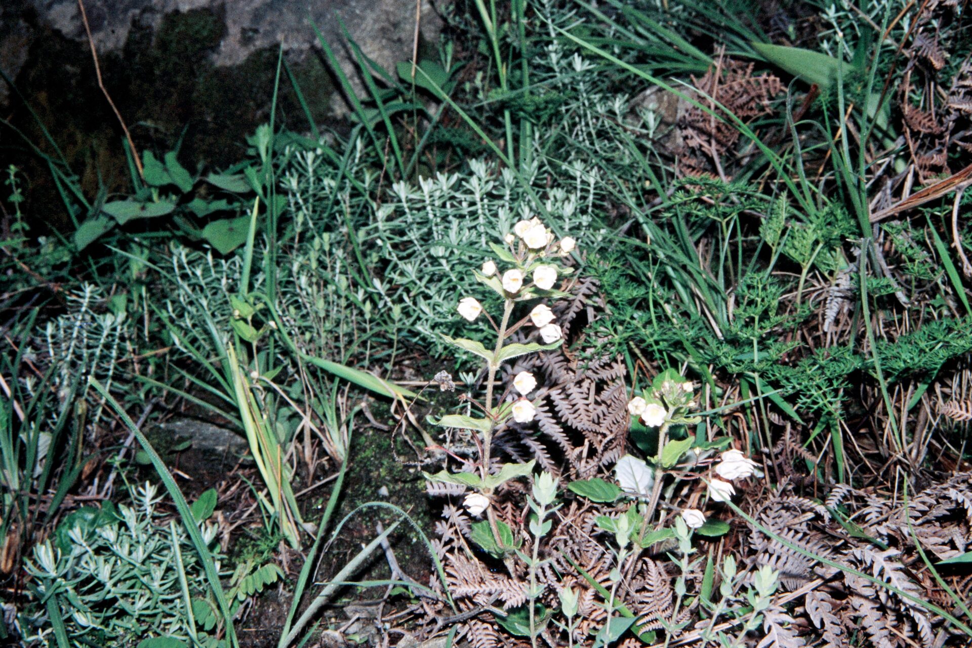 Trichodesma indicum — Boraginaceae