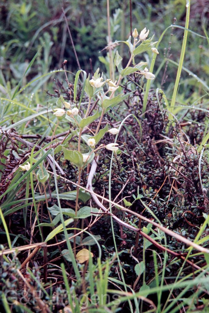 Nepal 99 565 ergebnis